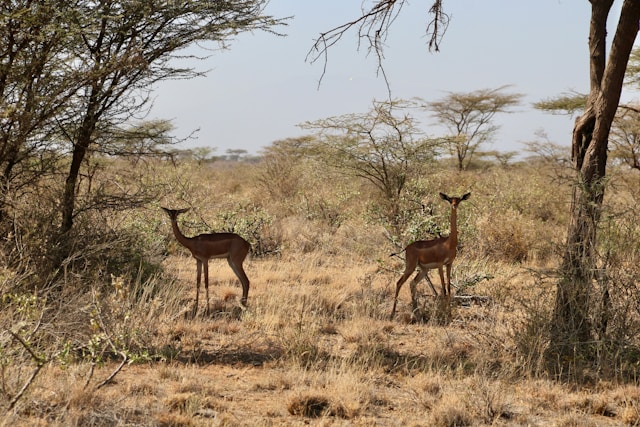 Gerenuk