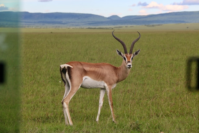 What Prey Animals Will I See on a Safari in Tanzania?