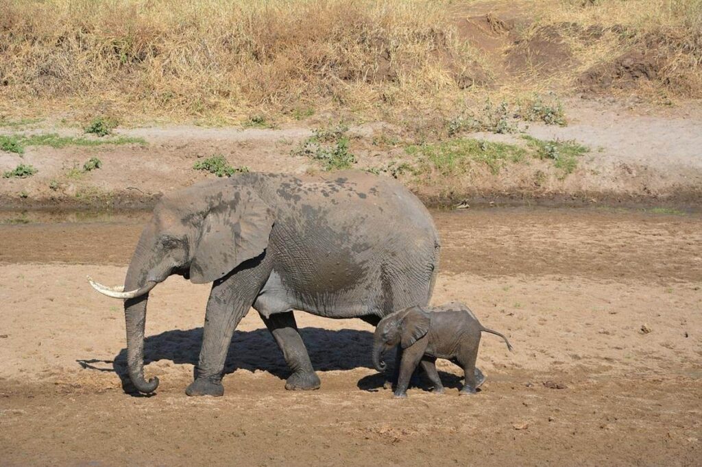 What to Bring on a Safari Holiday in Tanzania