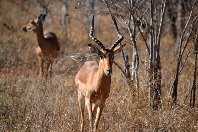 What is so Special at Mikumi National Park?