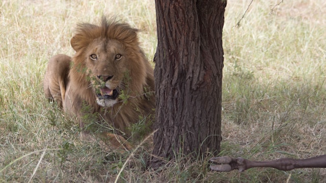 The Serengeti National Park Safari in Tanzania
