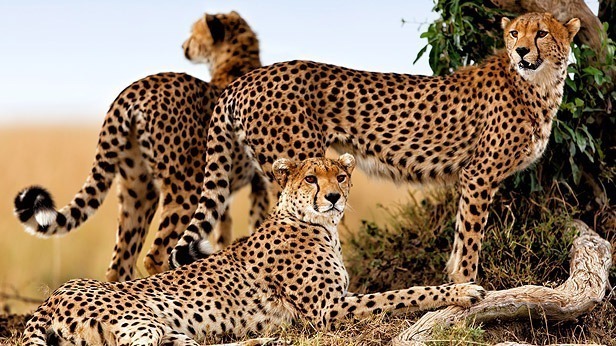 A Typical Day on Safari in East Africa
