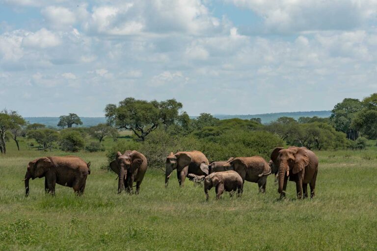 How Much Does a Tanzania Safari Cost?