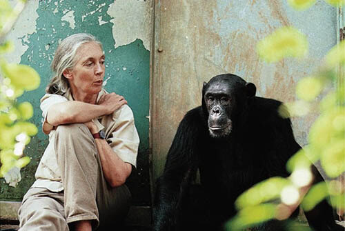 Gombe National Park: A Primate Paradise in Tanzania