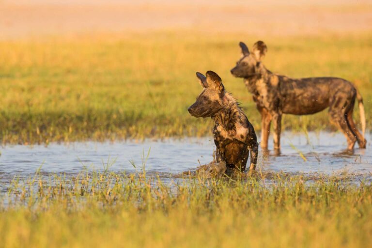 What is Ruaha National Park known for?