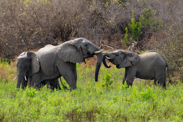 What is Unique About Nyerere National Park?