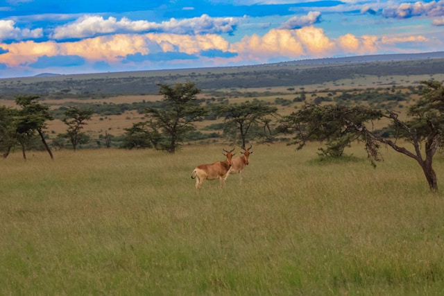 What is unique about Katavi National Park?