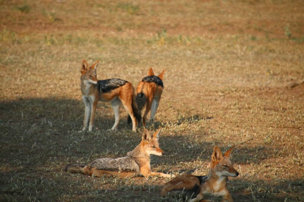 The Unsung Predators of the African Wilderness