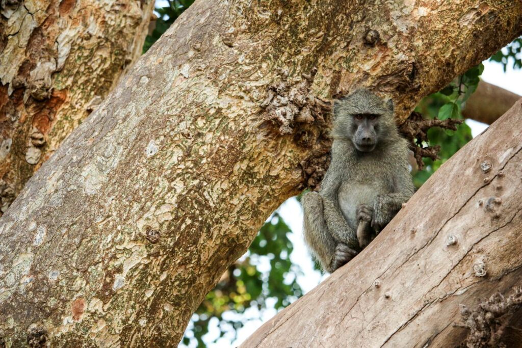 1 Day Safari With Lake Manyara National Park