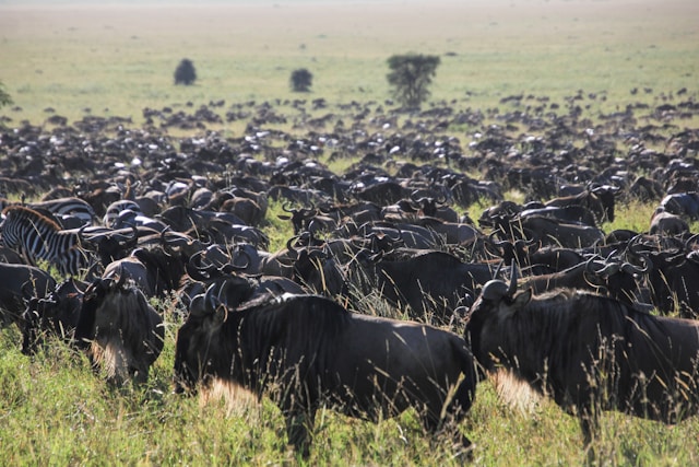 6 Days Safari with Serengeti, Ngorongoro, Manyara and Tarangire