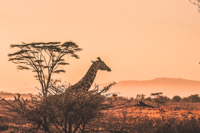 How to Prepare for Your First African Safari Tour