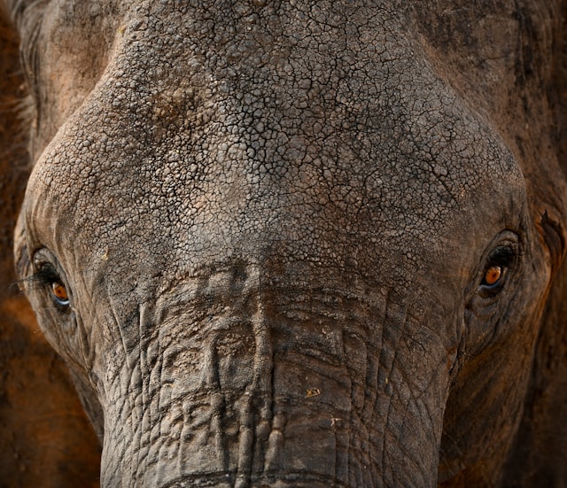 2 Days Safari With Tarangire National Park and Ngorongoro Crater