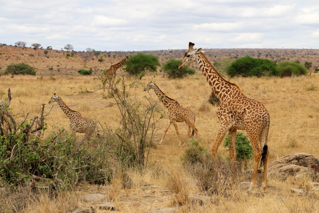 What is Unique about Tsavo West National Park?