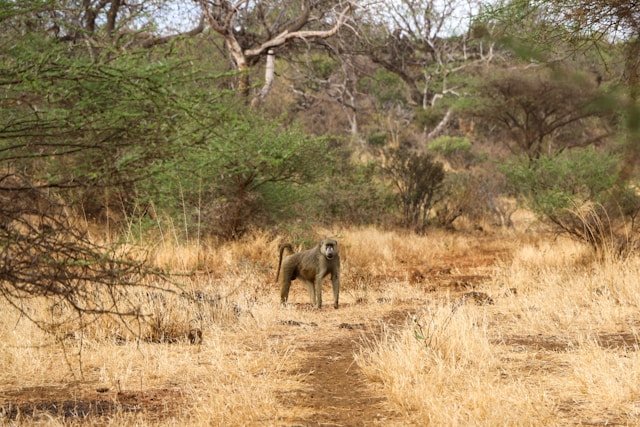 Kenya’s Greatest Unexplored Wilderness