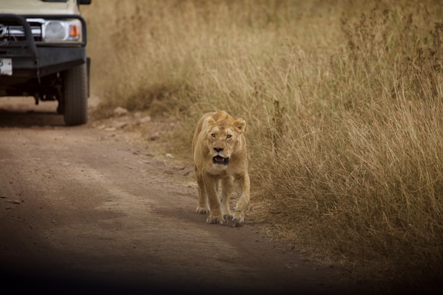 5 Days Safari With Manyara Tarangire Serengeti and Ngorongoro