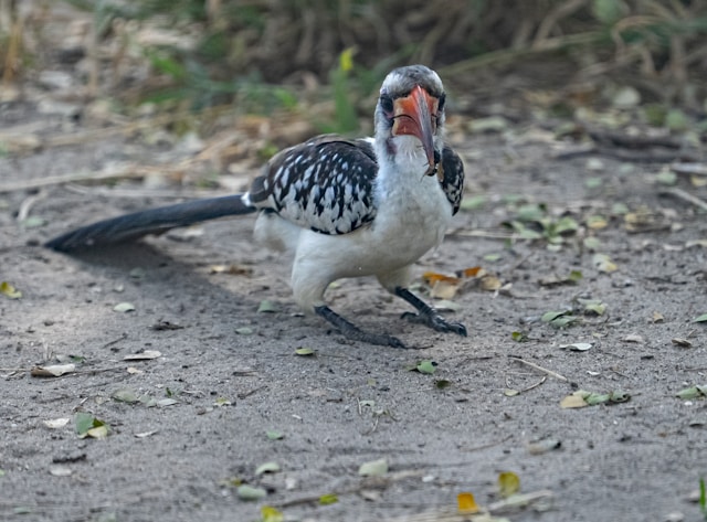 2 Days Safari With Lake Manyara National Park and Ngorongoro Crater