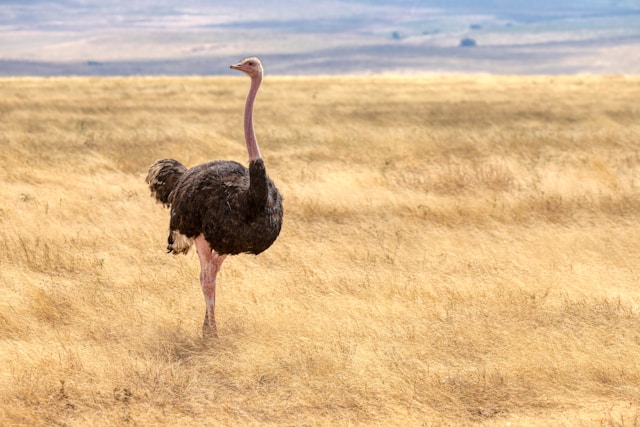 Answers to Frequently Asked Questions About Tanzania