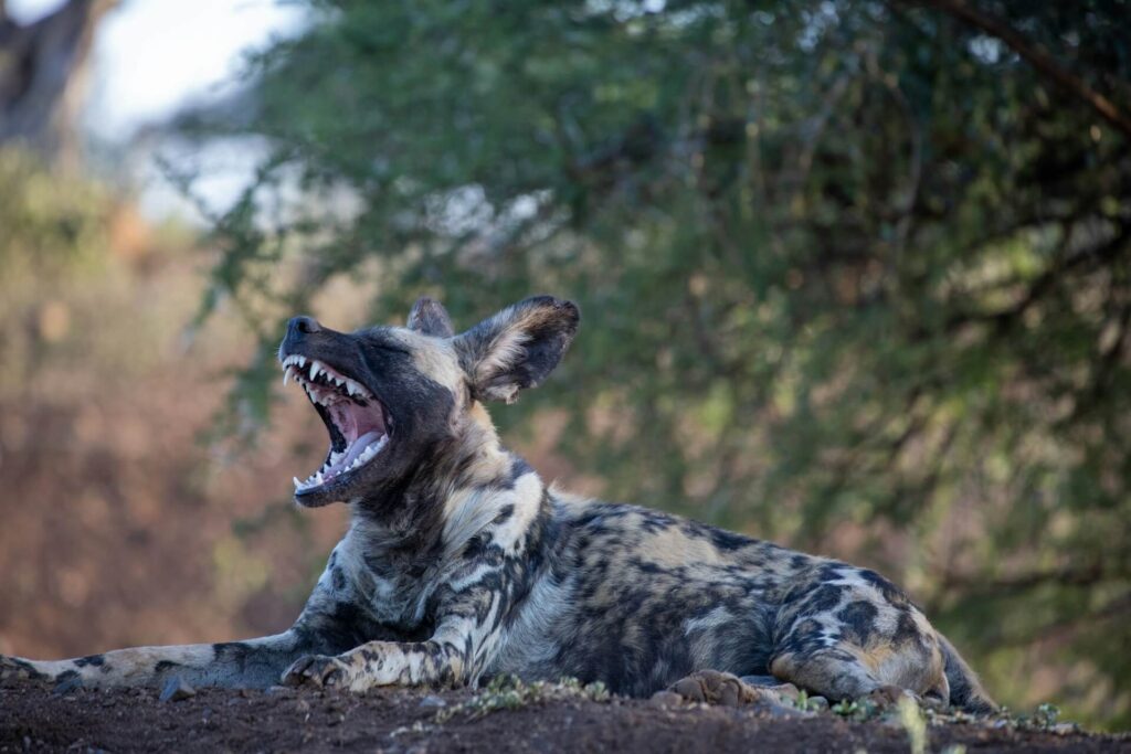 The Unsung Predators of the African Wilderness