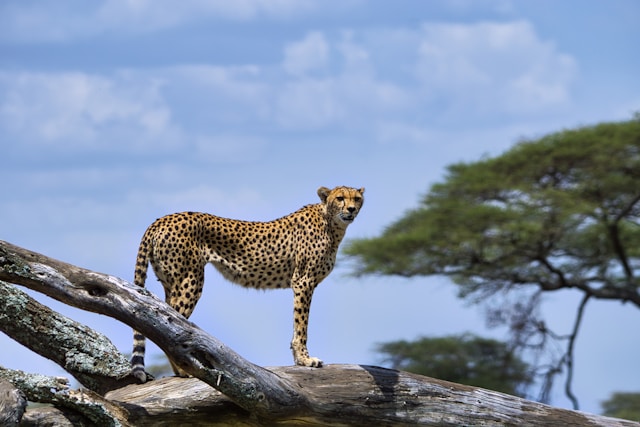 Answers to Frequently Asked Questions About Tanzania