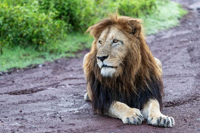 1 Day Safari With Ngorongoro Crater