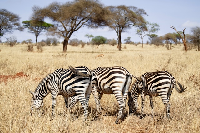4 Days Safari With Manyara Arusha National Park and Ngorongoro