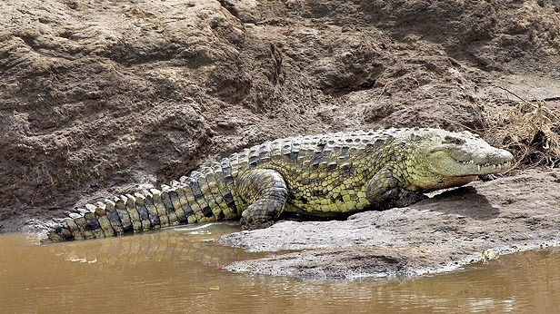 What are the Most Dangerous Animals in Africa?