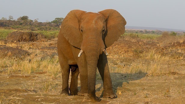 What are the Most Dangerous Animals in Africa?