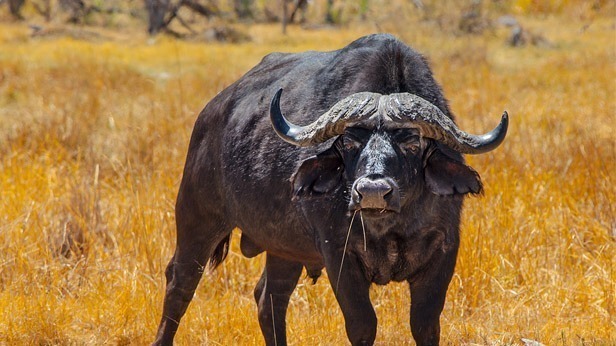 What are the Most Dangerous Animals in Africa?