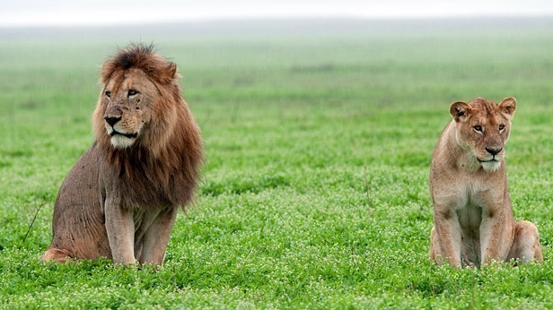 What are the Most Dangerous Animals in Africa?