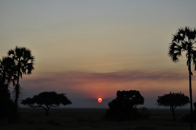 How to Prepare for Your First African Safari Tour
