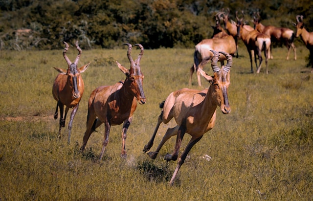 What Kind of Antelope are in Southern of Africa?