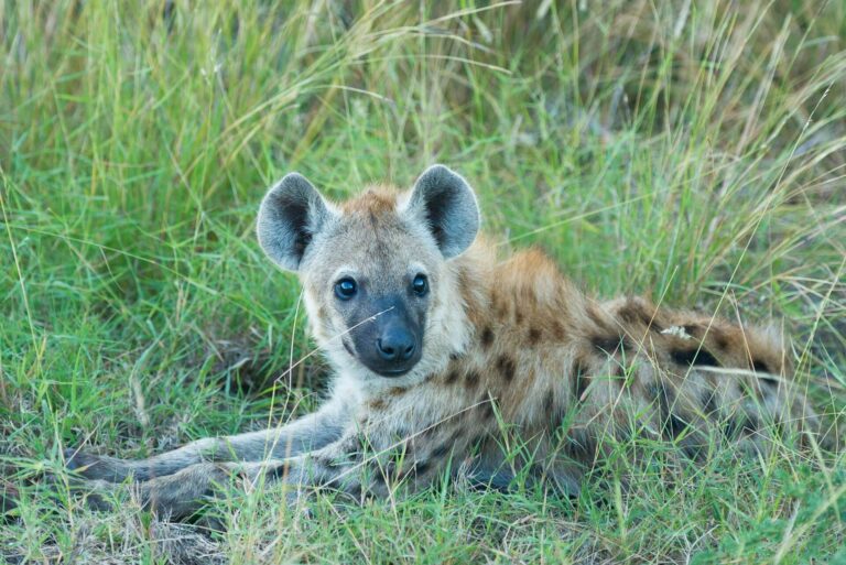 The Unsung Predators of the African Wilderness