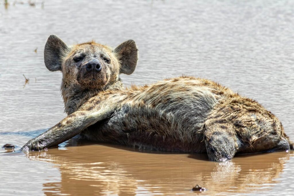 Why Samburu National Reserve Should Be on Your Safari Bucket List