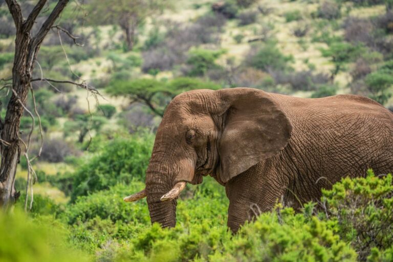 Why Samburu National Reserve Should Be on Your Safari Bucket List