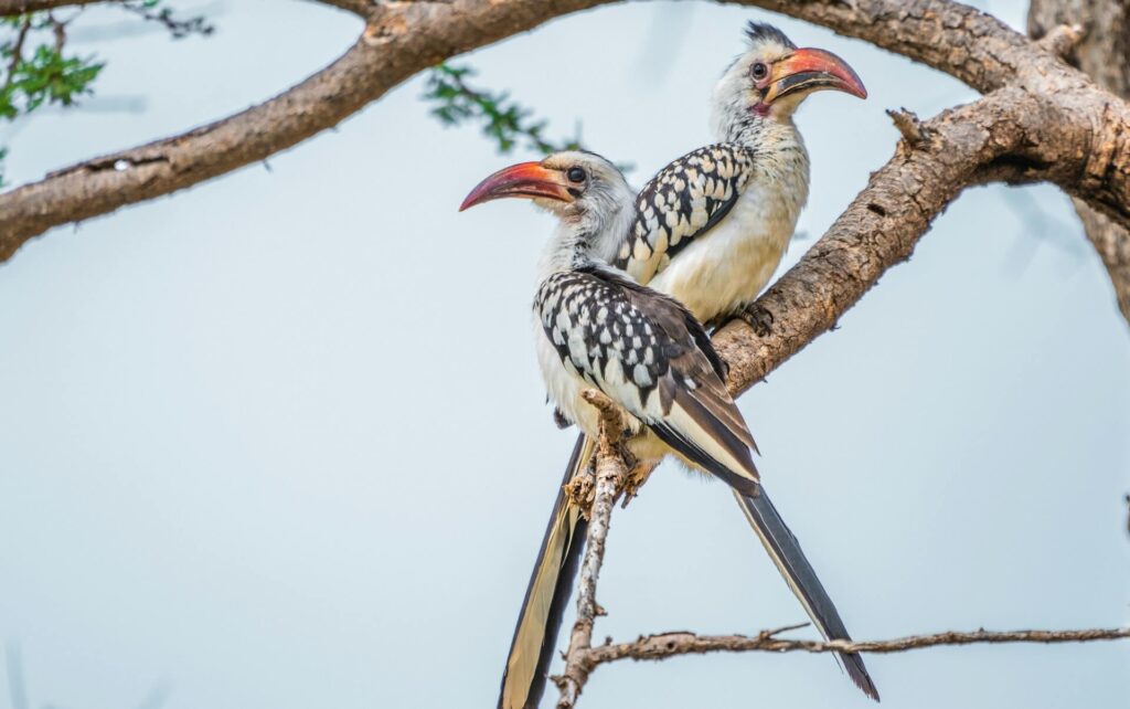 Why Samburu National Reserve Should Be on Your Safari Bucket List