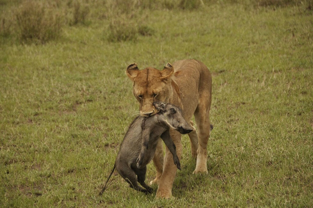 16 Old Films You Must Watch Before Going on an African Safari