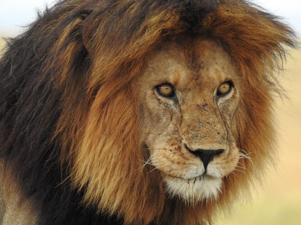 Majestic Giants of Tanzania: Discovering the Big Five