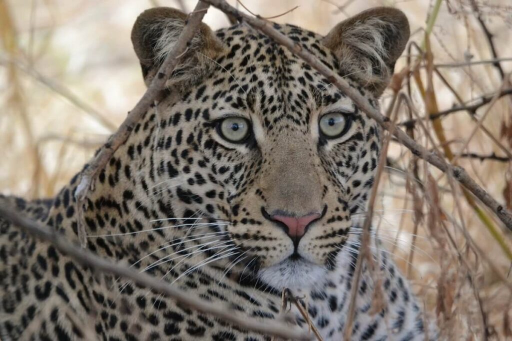 Majestic Giants of Tanzania: Discovering the Big Five