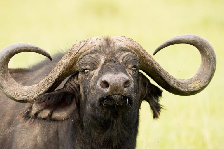Majestic Giants of Tanzania: Discovering the Big Five