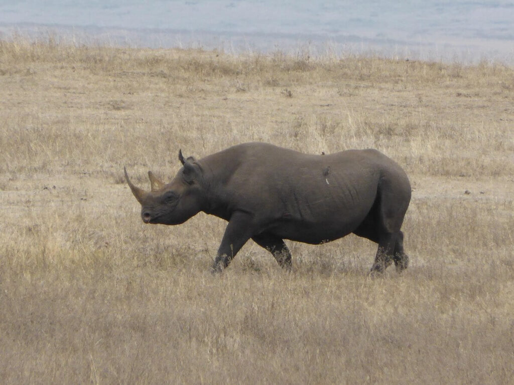 Majestic Giants of Tanzania: Discovering the Big Five