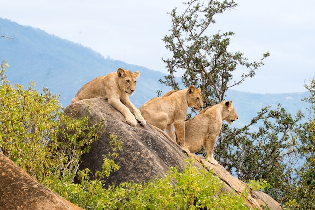 Discover the Most Visited National Parks in Kenya for Safari