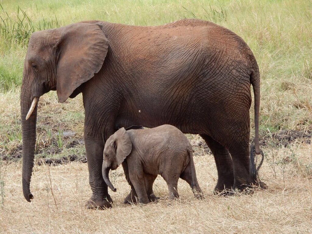 Best Tips for Wildlife Spotting on your Tanzania Safari