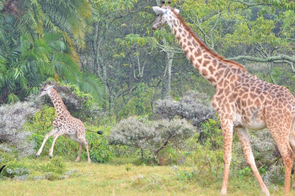 What are the 6 Major Tourist Activities During Your Tanzania Trip?