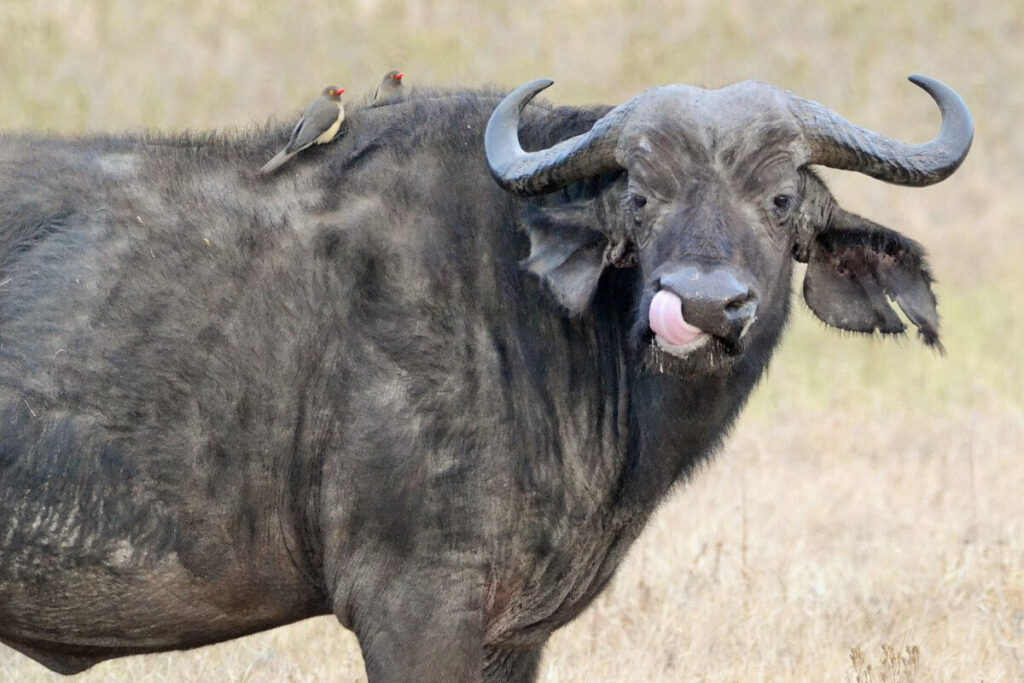 Exploring the Untamed Beauty of Tanzania's Southern Parks