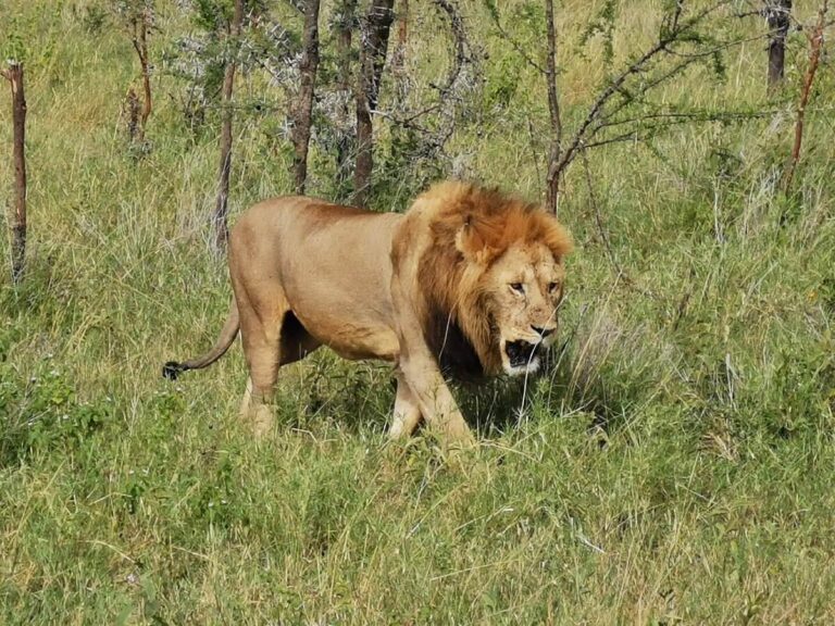 Exploring the Untamed Beauty of Tanzania's Southern Parks