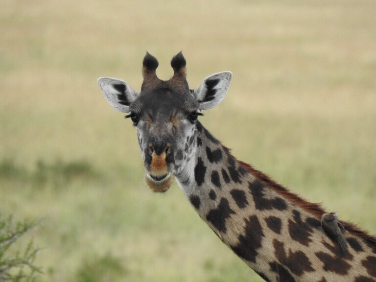 Best Tips for Wildlife Spotting on your Tanzania Safari