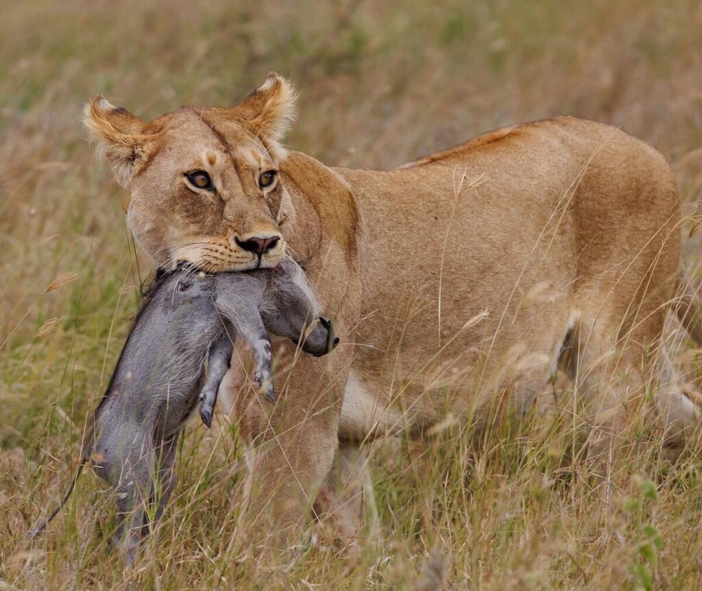 A Guide to Photographing Tanzania's Safari Wonders