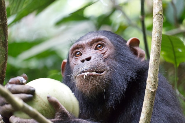 A Pristine Chimpanzee Paradise by Lake Tanganyika