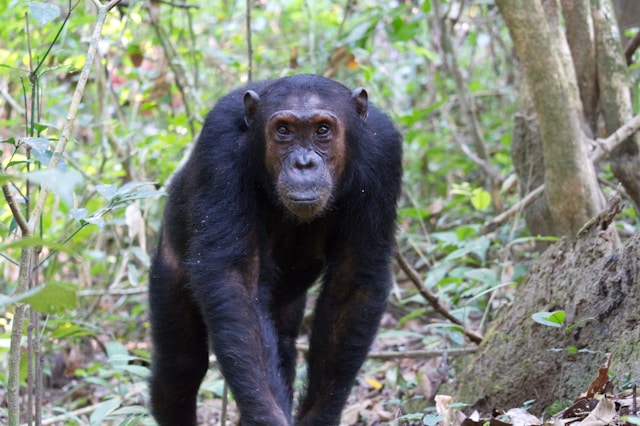 A Pristine Chimpanzee Paradise by Lake Tanganyika