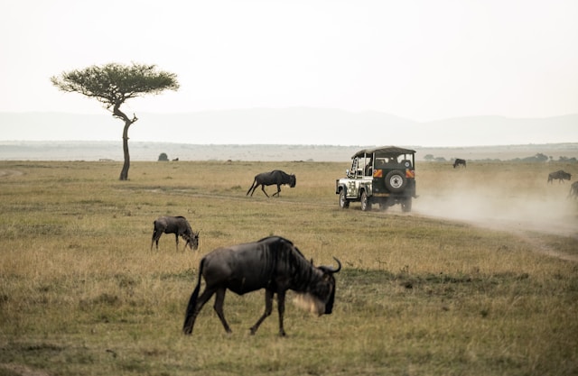 Discover the Most Visited National Parks in Kenya for Safari